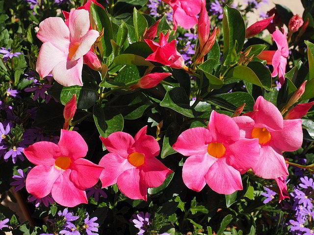 mandevilla