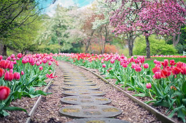 tulipas em canteiro num carreiro