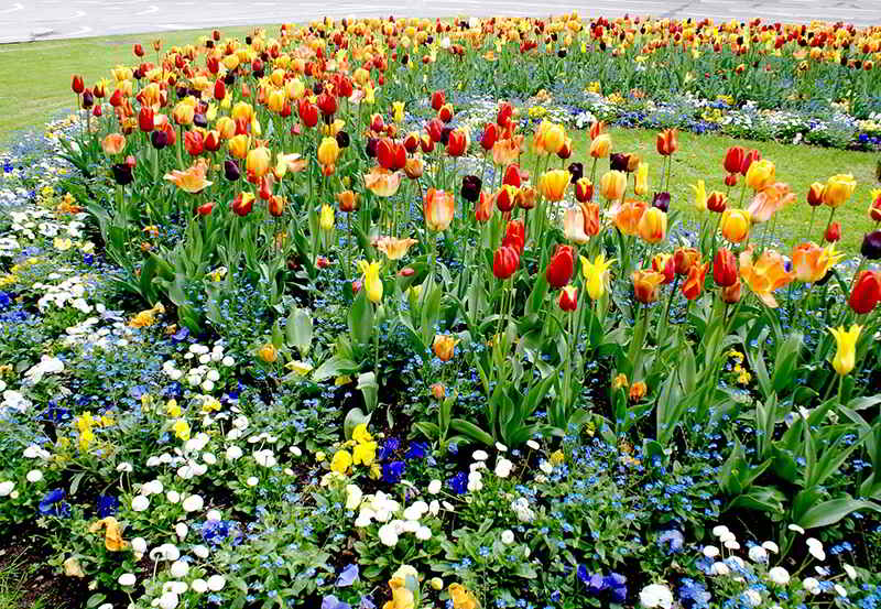 canteiro de tulipas