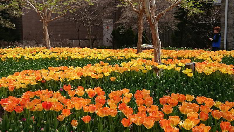tulipas num jardim