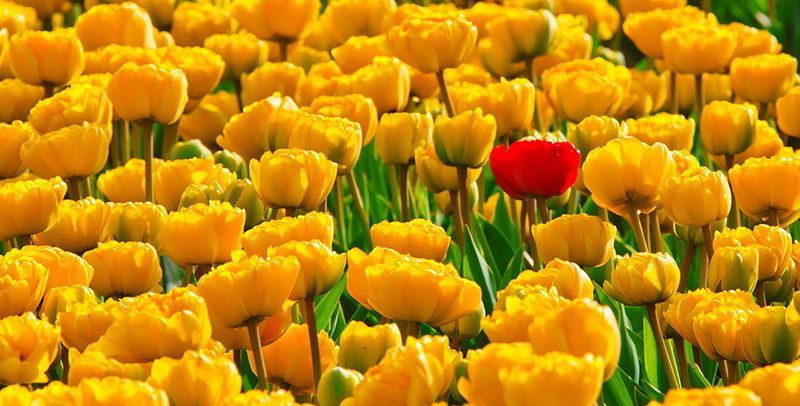 tulipas amarelas
