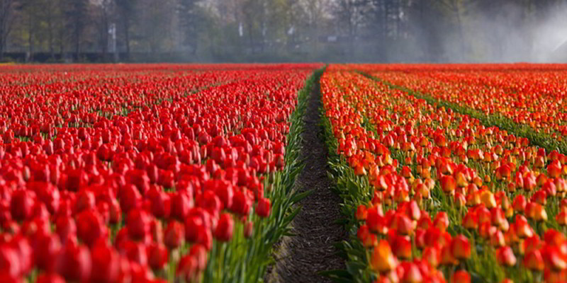 tulipas vermelhas