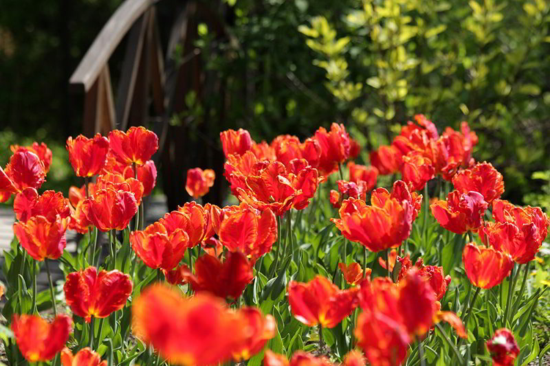 tulipas