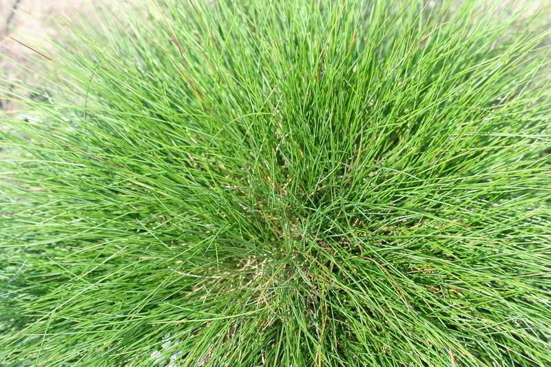 Festuca