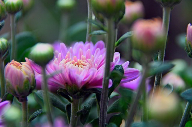 Chrysanthemum