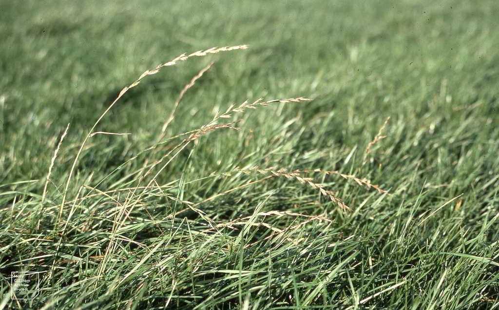 Lolium perenne - relva