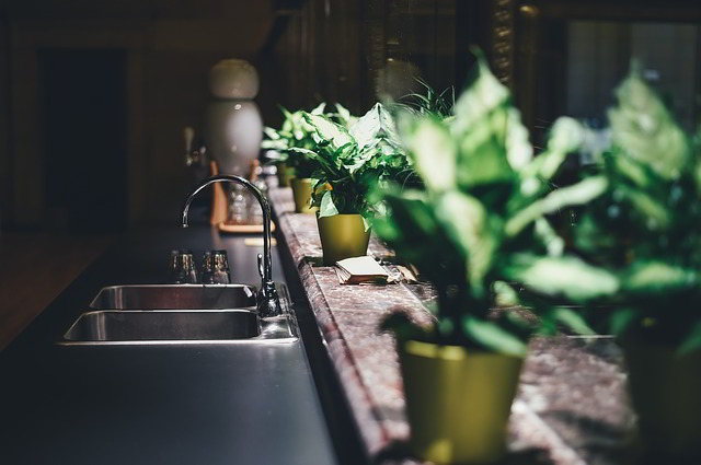 divisão de casa decorada com planta