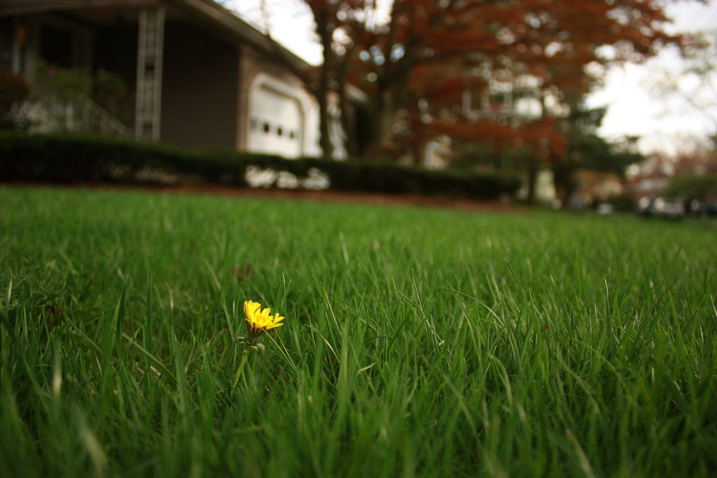 Conheça os tipos de relvado mais comuns e usados no mundo.