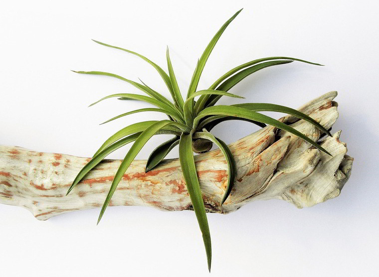 tillandsia