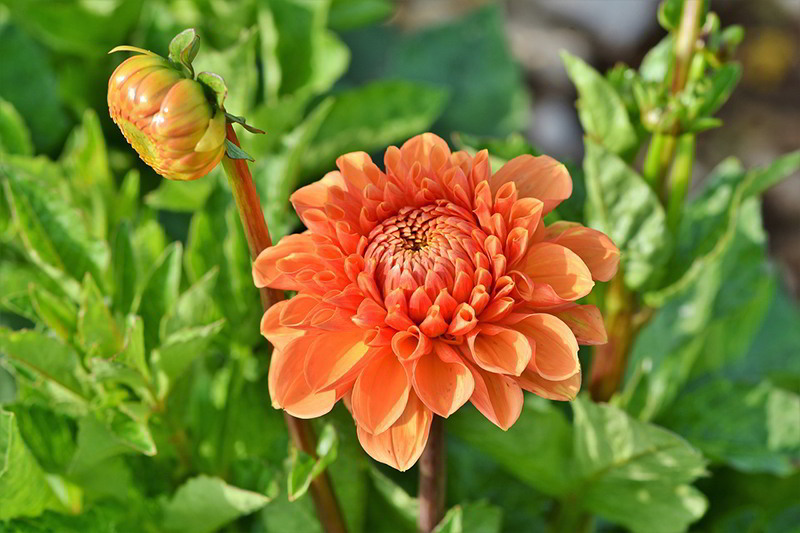 Dahlia ou dália