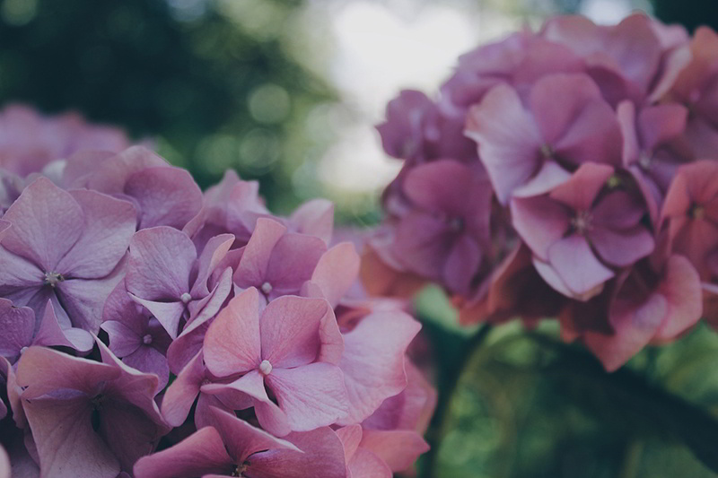 Hortência ou Hydrangea