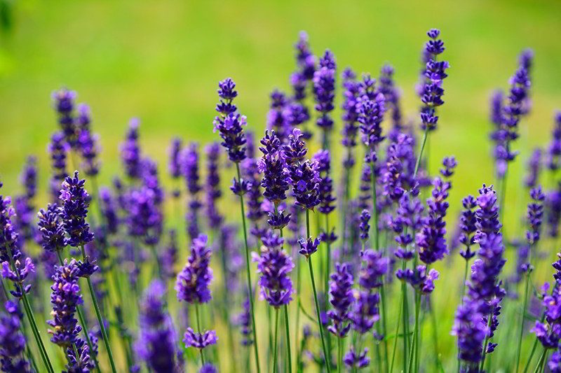 Lavanda ou alfazema