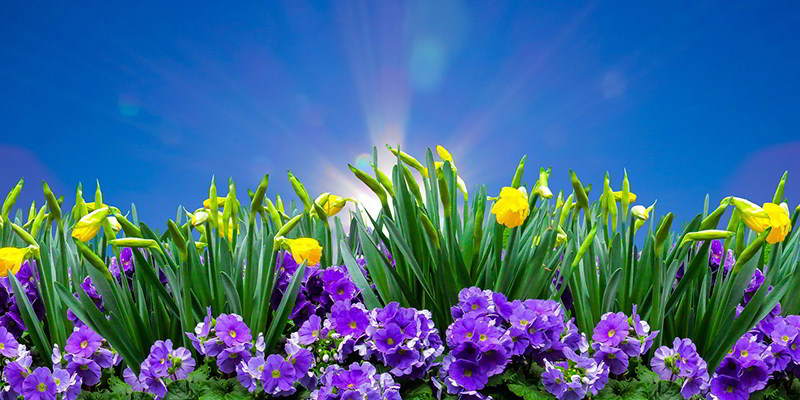 Primaveras
