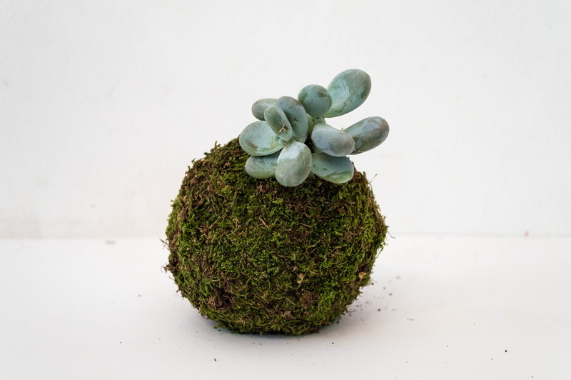 Kokedama