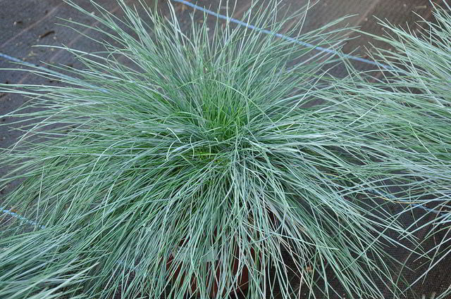 Festuca azul