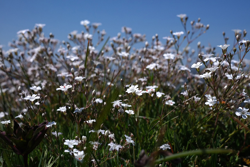Gipsofila Paniculata