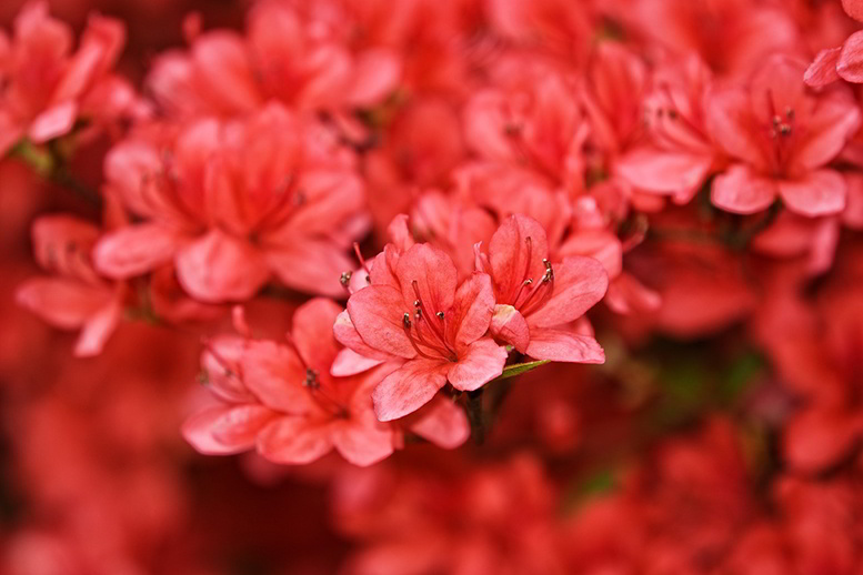 Rododendro azálea - flores
