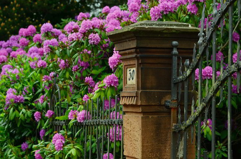 Rododendro a fazer de sebe