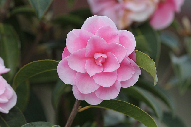 flor de camélia