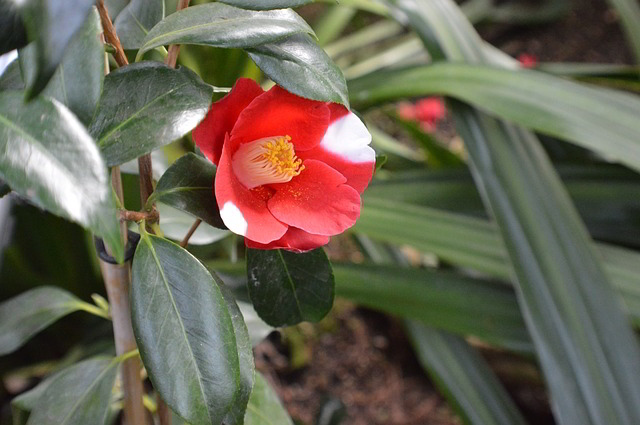 flor de camélia
