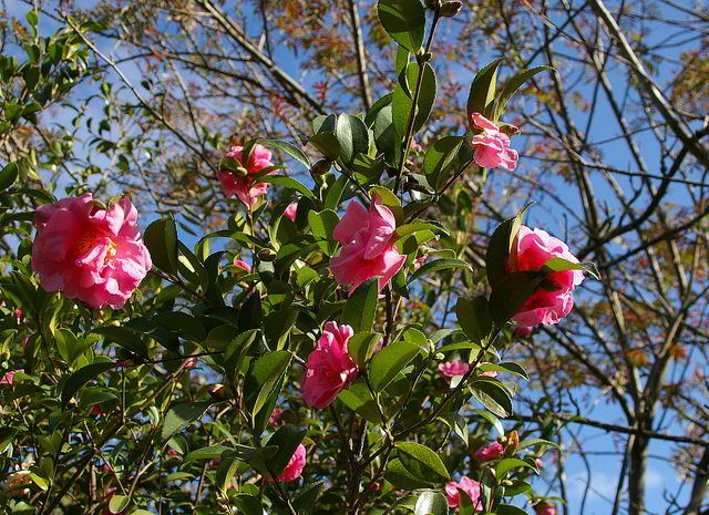 camélias em arbusto