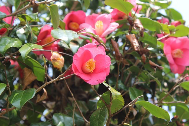 Camélias