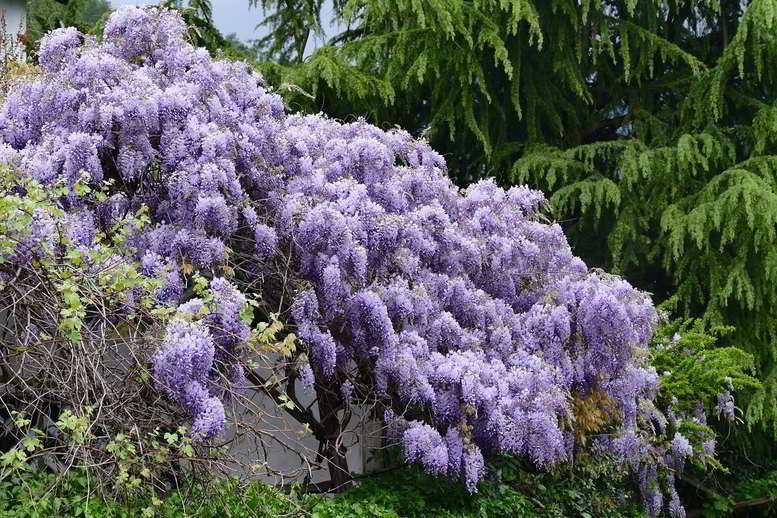 arbusto de glicínias em jardim