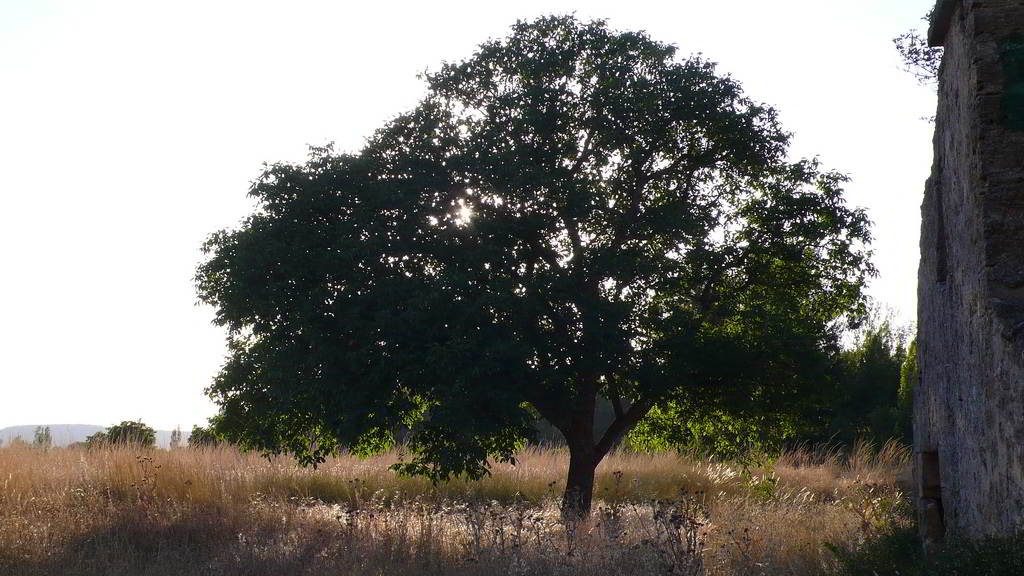 nogueira