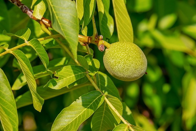 noz fruto verde