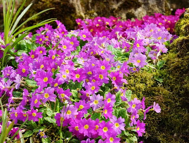 Prímula - flores lilases