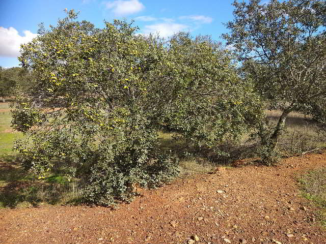 Azinheira