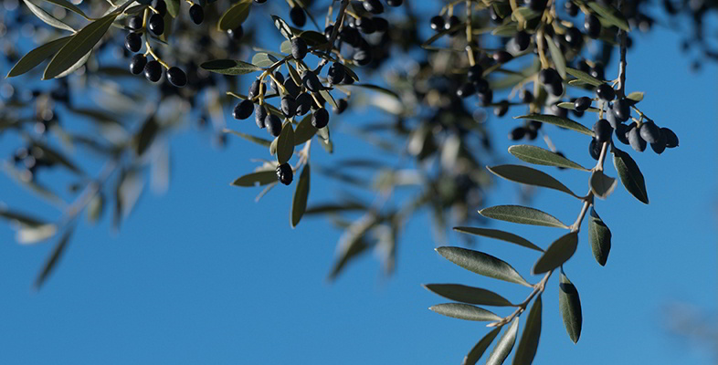 frutos do zambujeiro