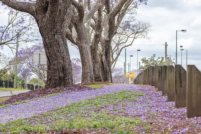 caminho com jacarandás