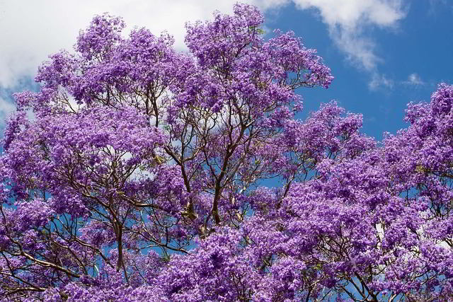 Jacarandá