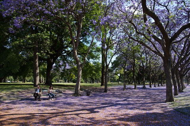 parque com jacarandás