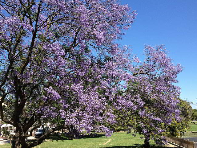 Jacarandás