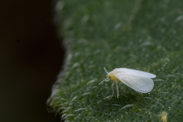 mosca-branca