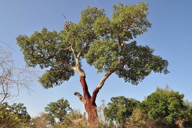 Sobreiro