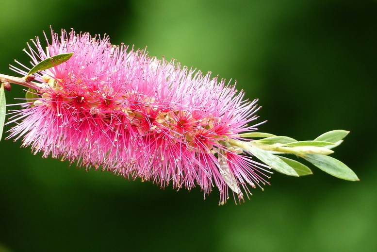 Escova-de-garrafa cor-de-rosa