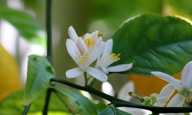 flores do limoeiro