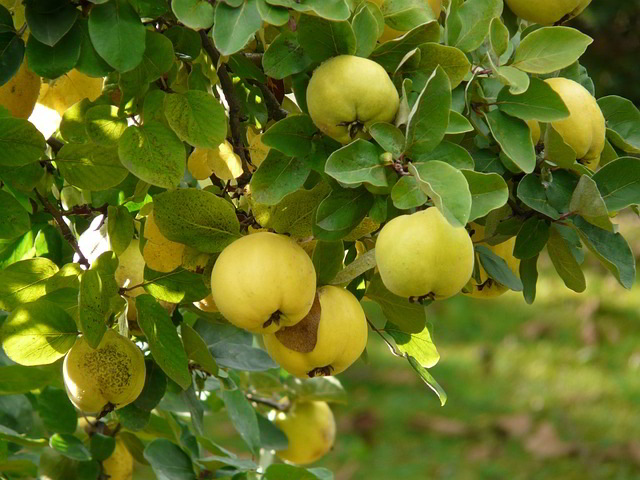 marmelos