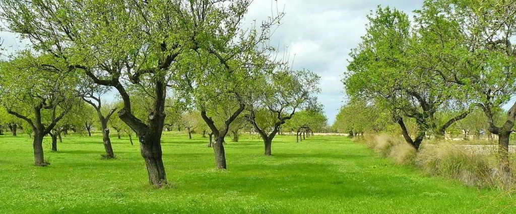 oliveiras