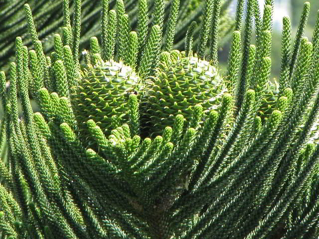 Araucária de Norfolk - Araucaria Heterophylla