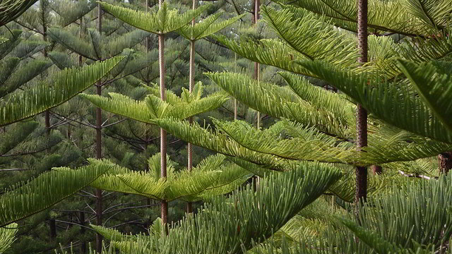 Pinheiro de Norfolk - Araucaria Heterophylla