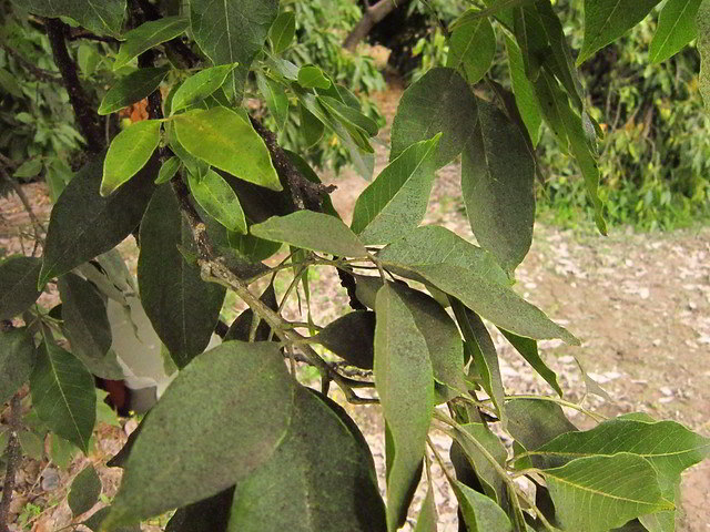 fumagina