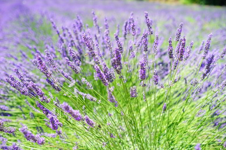 lavanda ou alfazema