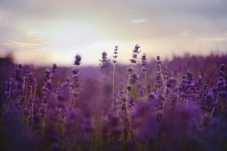 lavanda ou alfazema