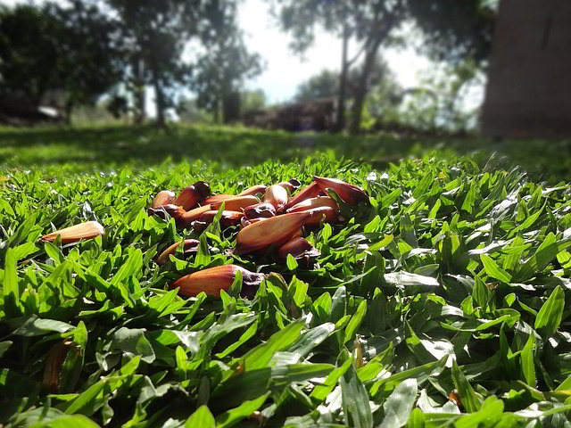 pinhões da araucária