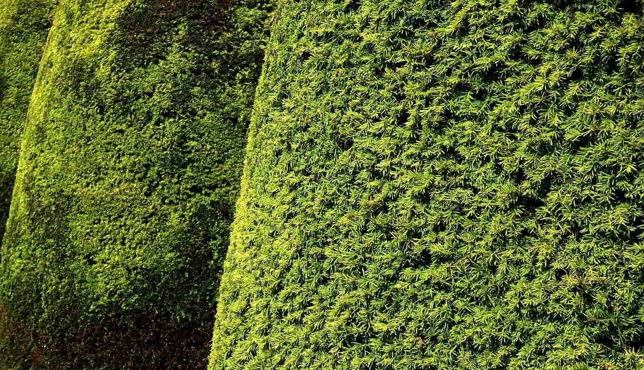 Sebes e vedações vegetais, perfeitas para delimitar e decorar o jardim