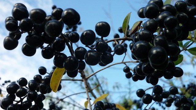 frutos (bagas) do alfenheiro